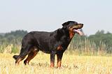 BEAUCERON 469